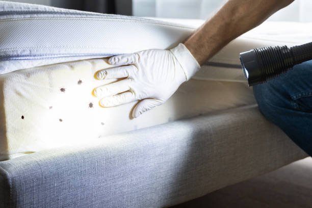 Best Pest Inspection Near Me  in Homeland, CA