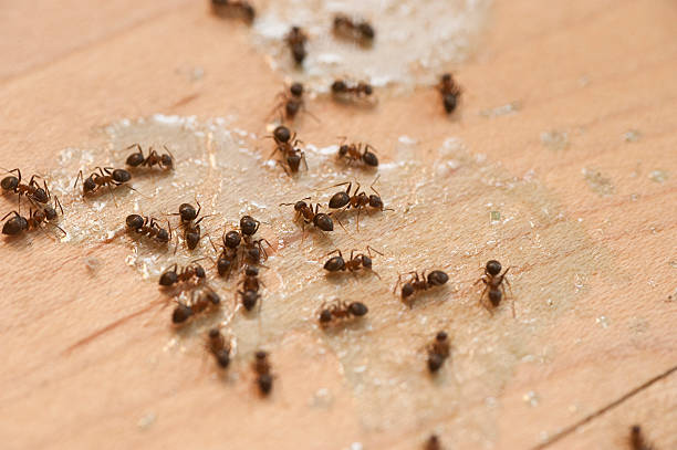 Best Pest Removal Services  in Homeland, CA
